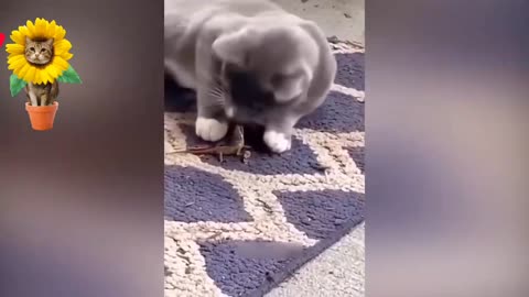 Cat funny video