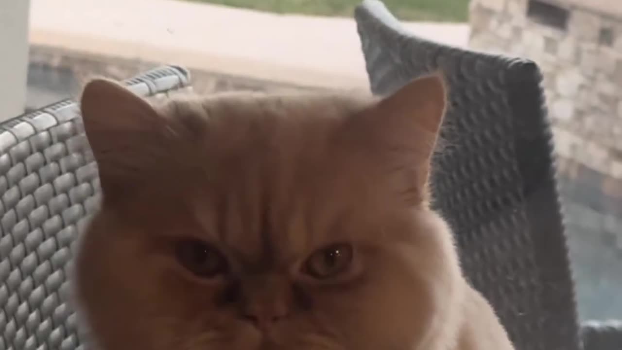 Good Morning To The Cutie Pie Kitty Cat Indian Singing Sweet Song - Insta Viral Video