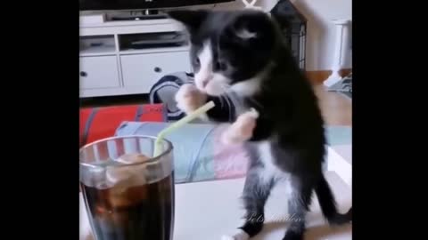 funny cat videos try not to laugh, cute and funny cat video#shorts, cute cat behaviour,