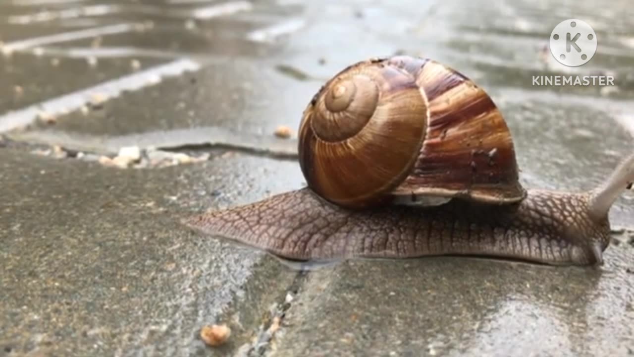 How Snails move?