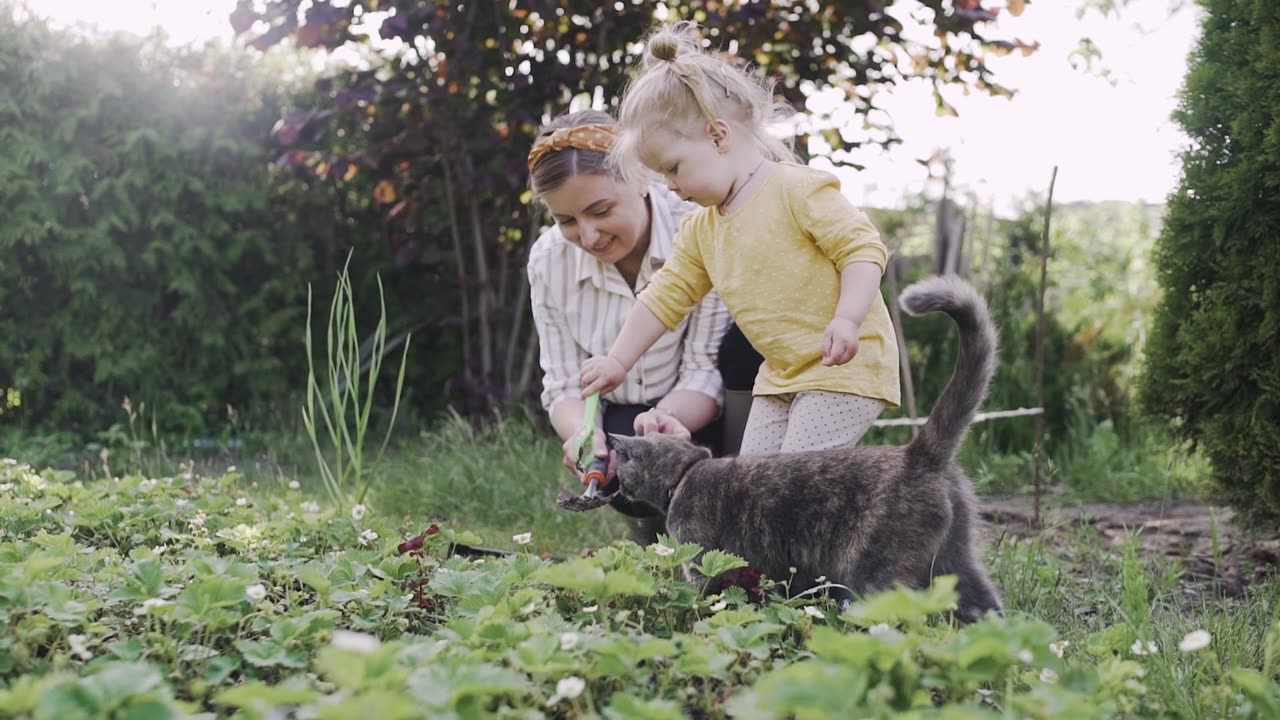 Cute Cat Is Playing.