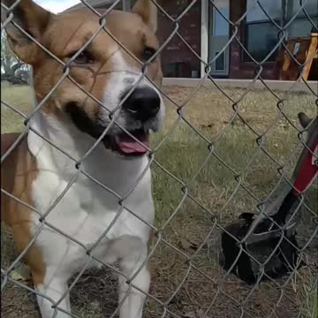 Tucker Carlson and Claire Bear Have a Visitor