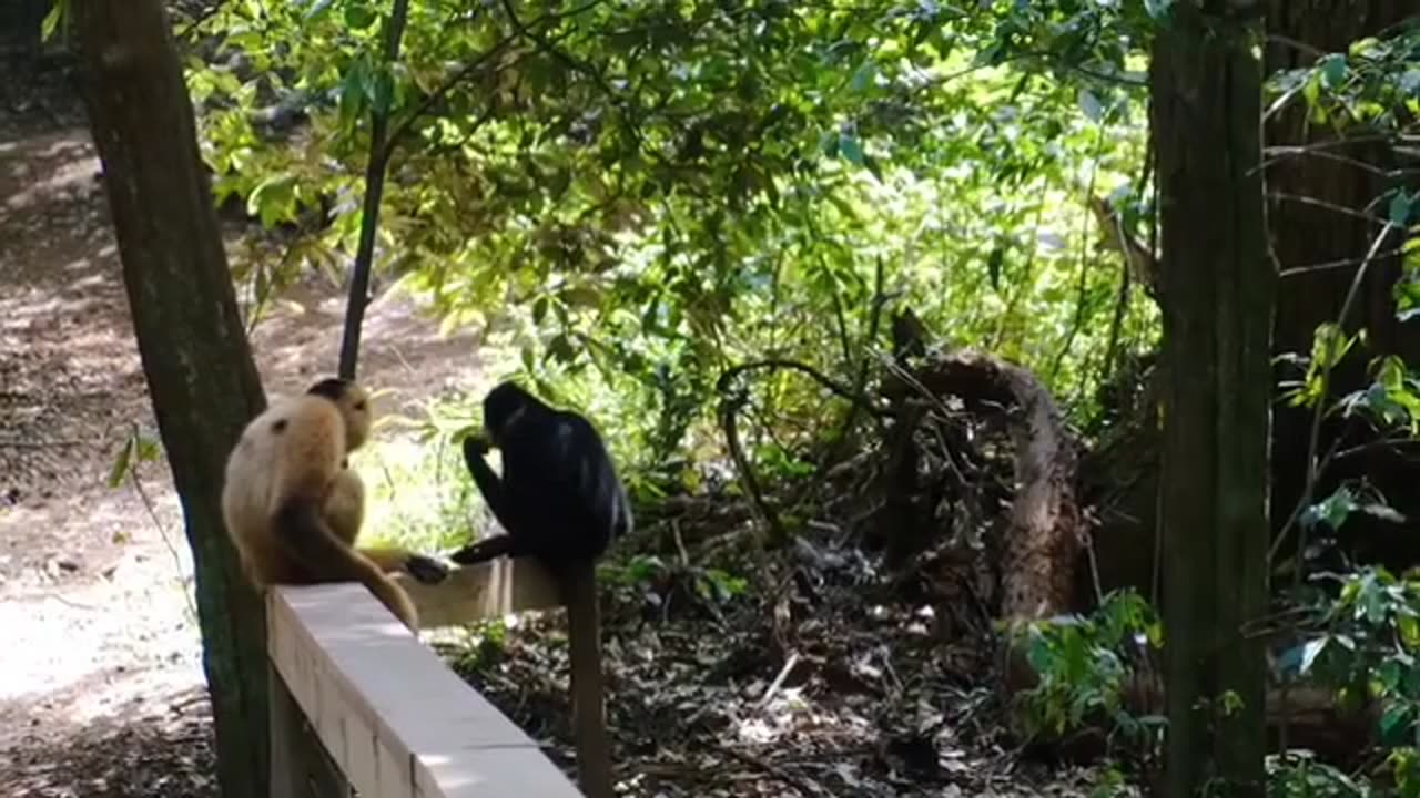 Monkey eating food