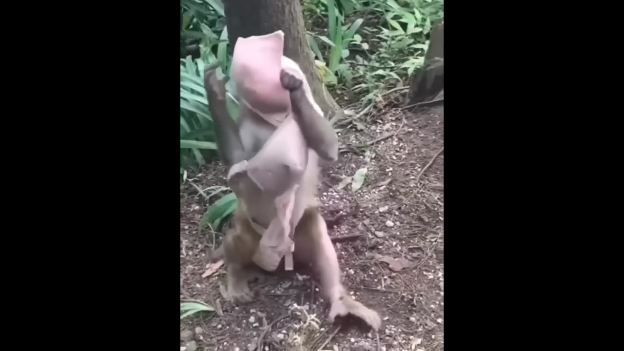 funny Video Animal funny Video non stop laugh.