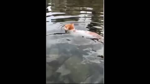 Funny, Animals, Funniest Animals, Funny Videos