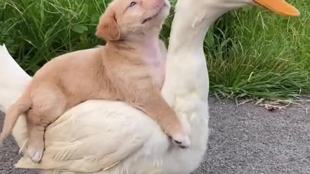 See what the goose is doing with this dog