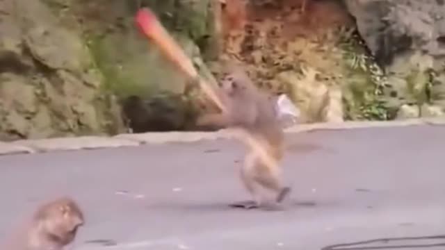 Very funny video for Monkey 🐒🐒🐒🐒