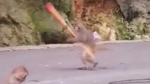 Very funny video for Monkey 🐒🐒🐒🐒