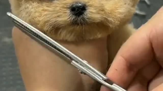 I didn't expect this to be the result of cutting this dog's hair
