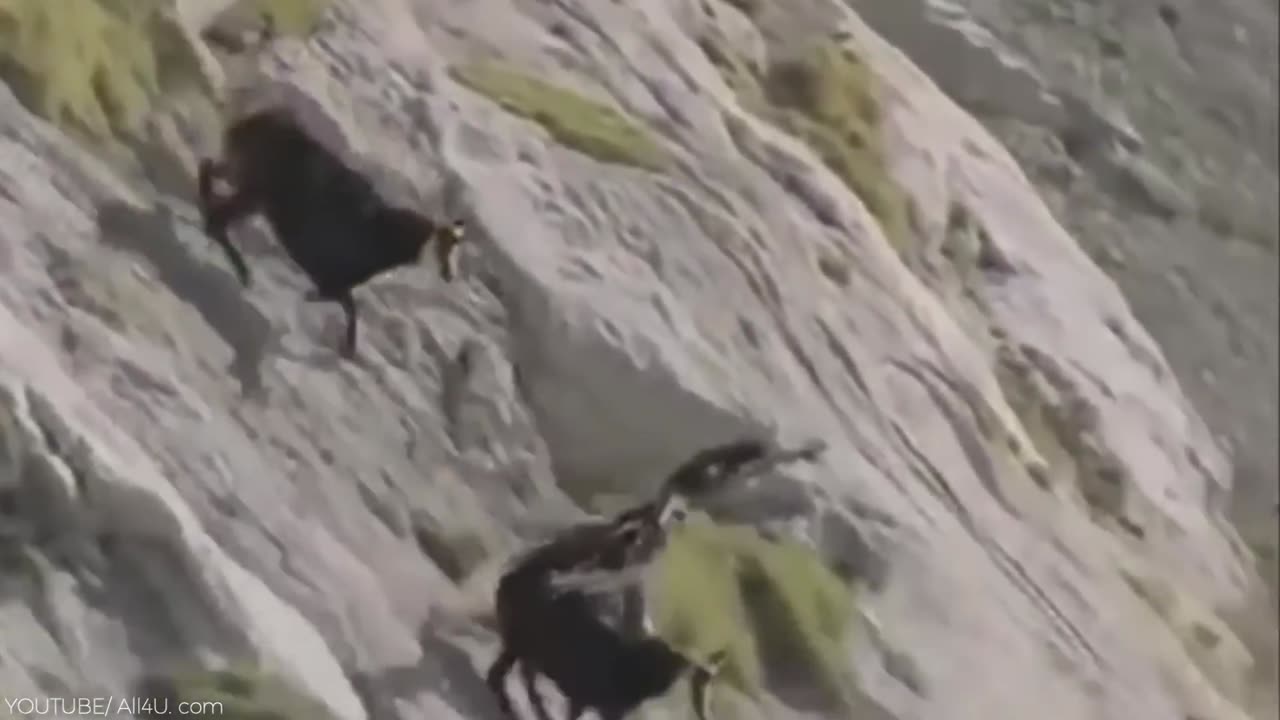 The Most Amazing Eagle Attacks Ever Caught on Camera