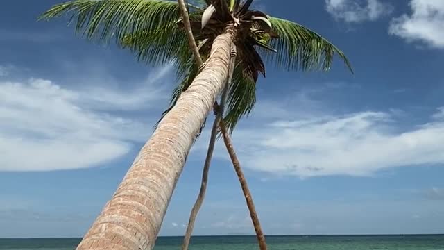 beauty of coconut tree