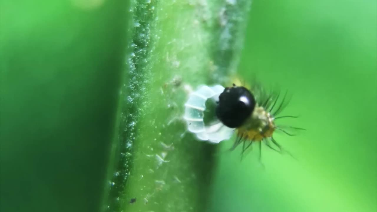 METAMORFOSE DAS BORBOLETAS