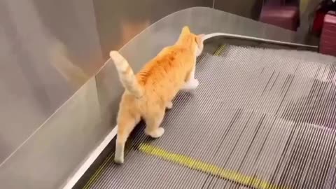 Cat mission impossible