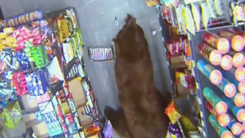 Bear Steals Candy from Gas Station