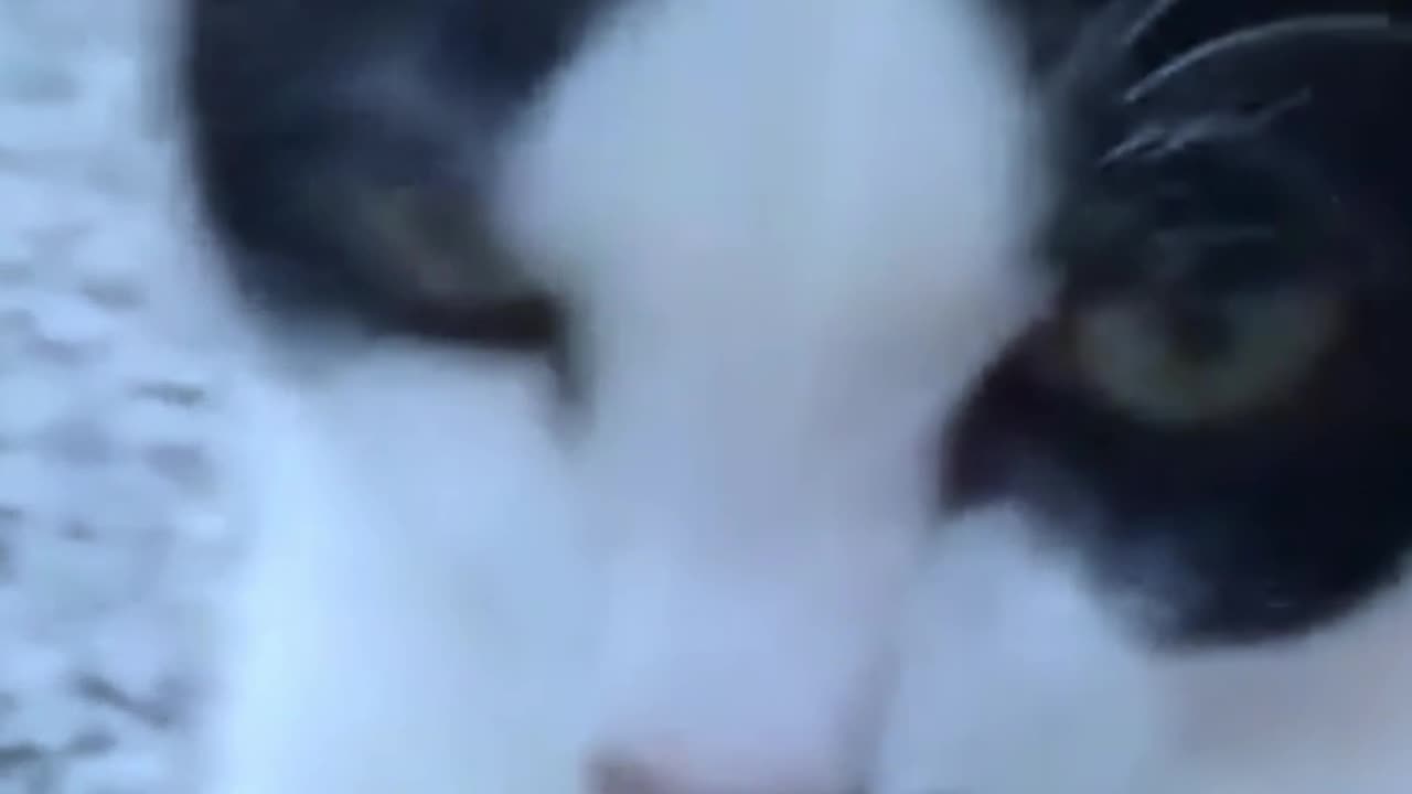 Funny Cat Video