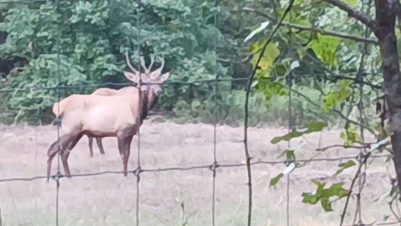 Elk near the homestead?