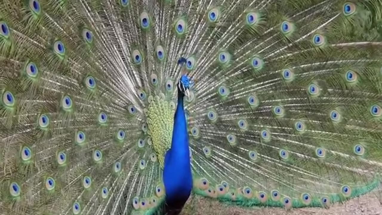 Complete Peacock Dance | Beautiful Peacock Natural Dance