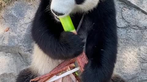 Pandas eat bamboo shoots