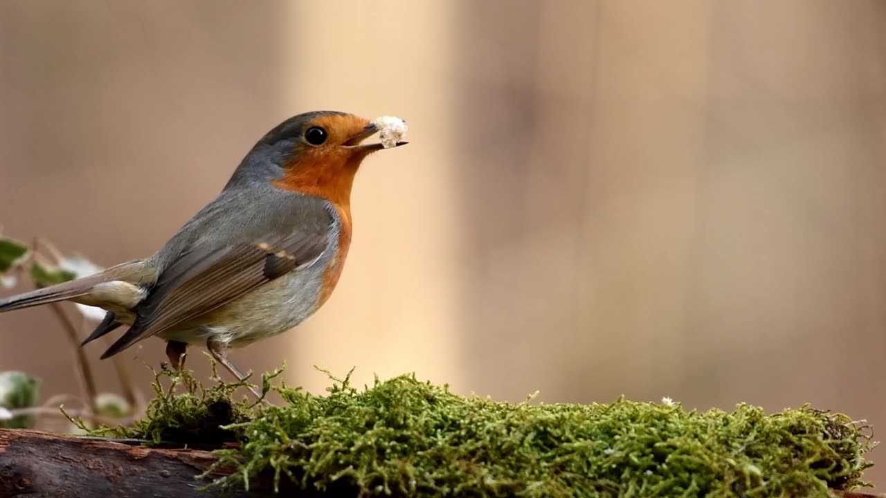 Animal and birds