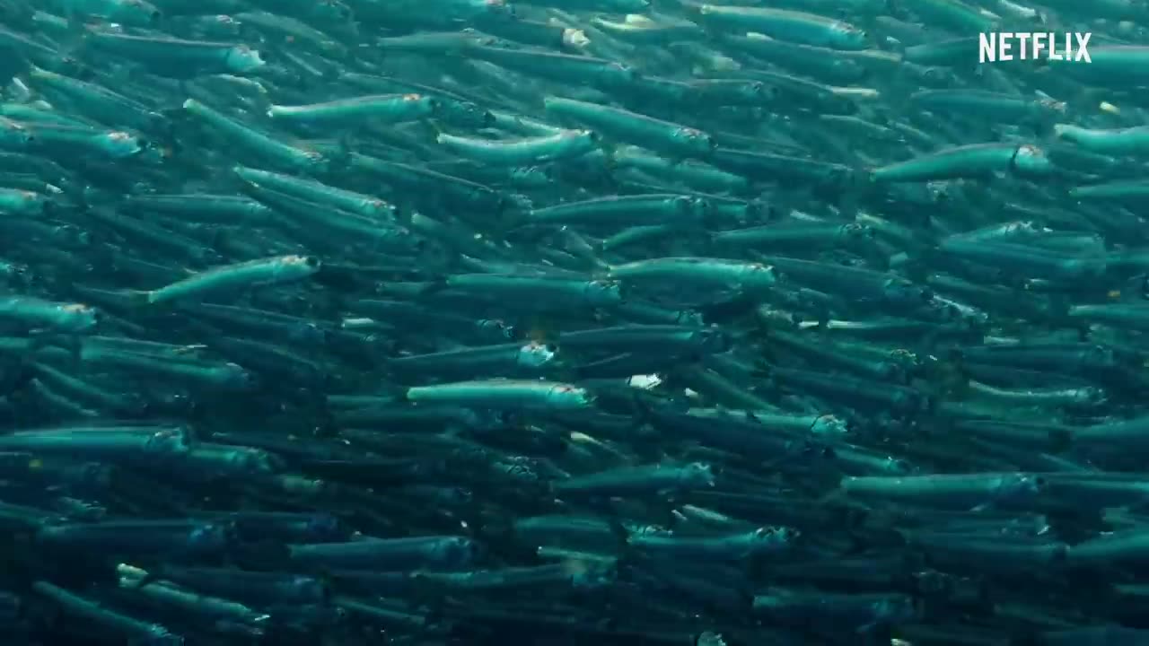 Our Planet | Coastal Seas | FULL EPISODE