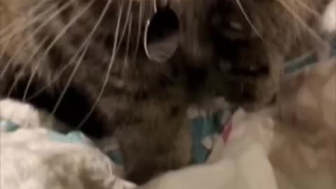 Totally adorable cat trying to eat a jellybean that has other ideas