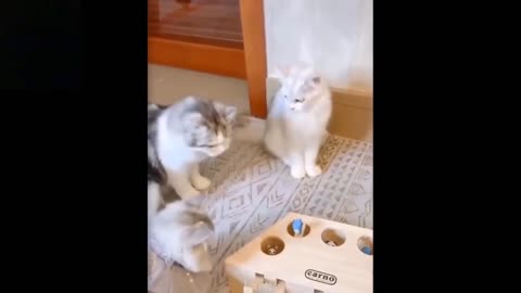 Laugh Out Loud: Funny Animals That Will Make Your Day_part_2