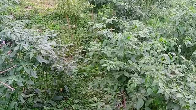 Chili Garden in village