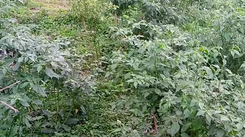 Chili Garden in village