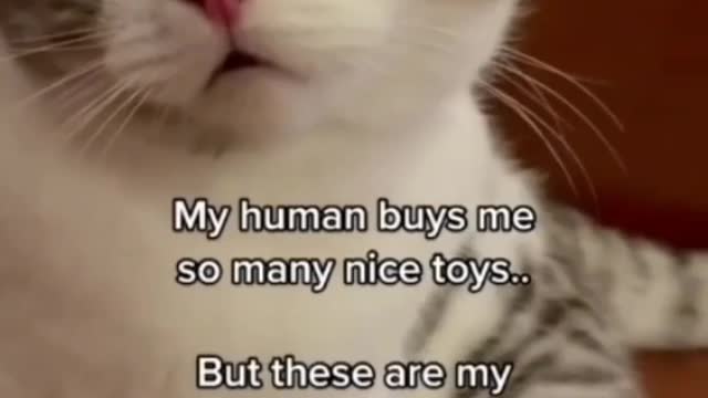 Cute cat