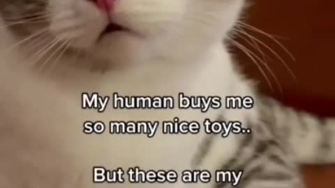 Cute cat