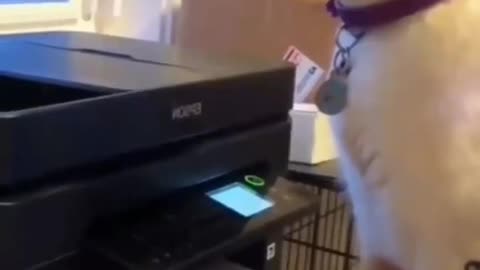 disaster cats
