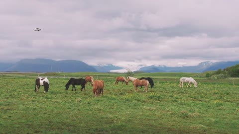 Icelandic horses in field with mountains background