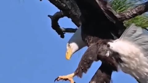 The white-headed sea eagle