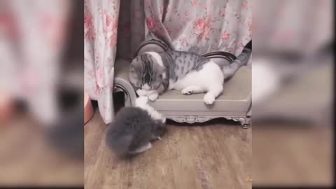 Baby cats - cute and funny cat videos 🐈