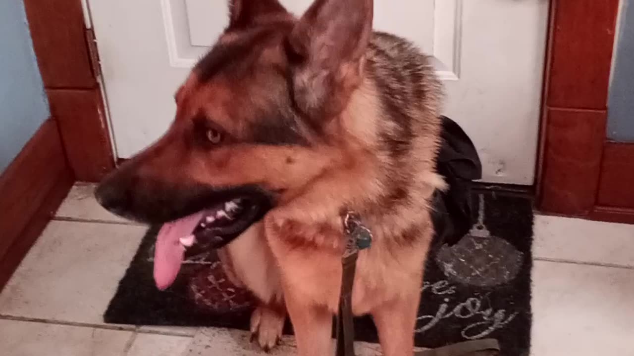 Service dog is ready!