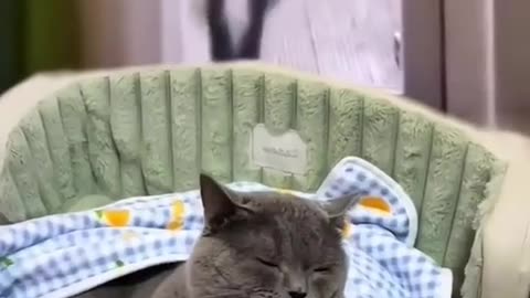 Funny cats video#viralvideo #viral