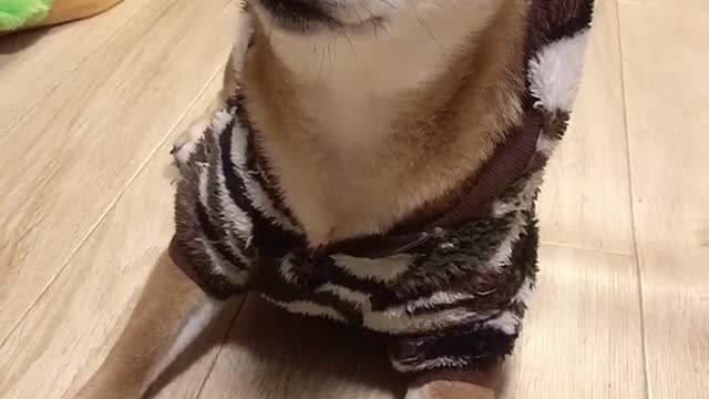 Although you are an animal, you are warmer than anyone else, - always by my side