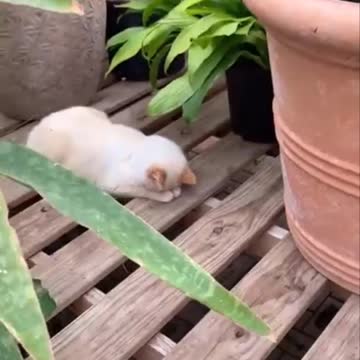 My kitten sleeping in the middle of the plants