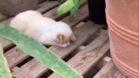 My kitten sleeping in the middle of the plants