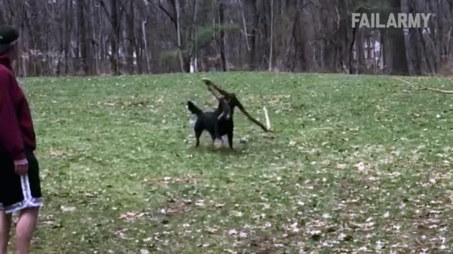 OLD DOG NEW FAILS | Dogs Failing Compilation