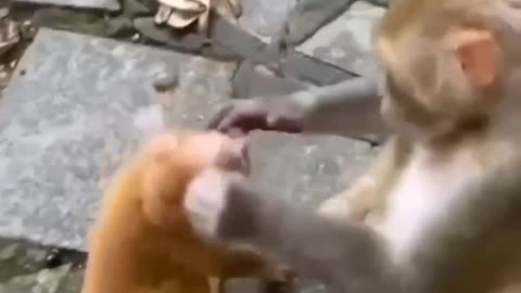 Monkey funny video