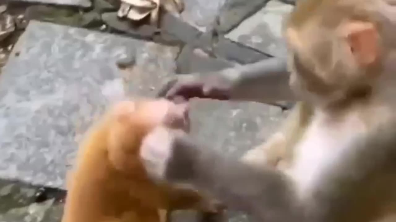 Monkey funny video