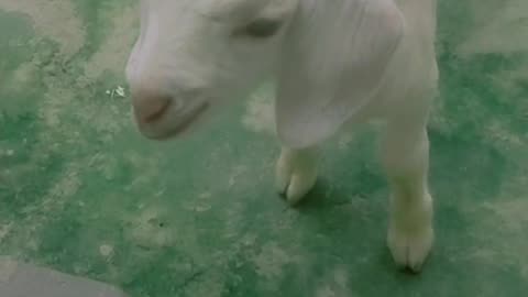 Nice 💯 cute animal goat 🐐 baby