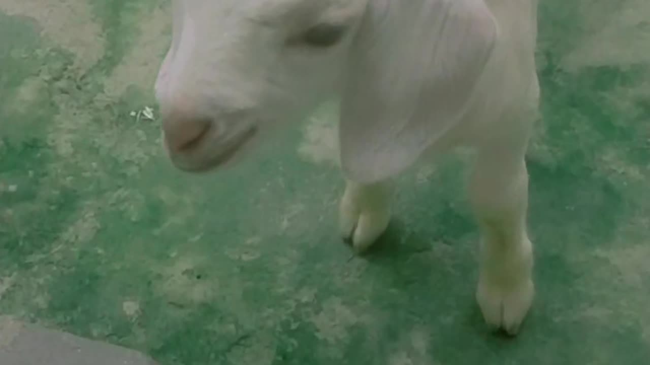 Nice 💯 cute animal goat 🐐 baby