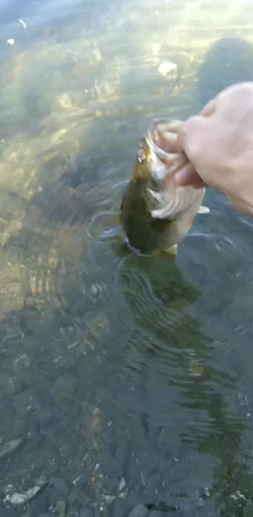 Release Of A Beautiful Little Large Mouth Bass
