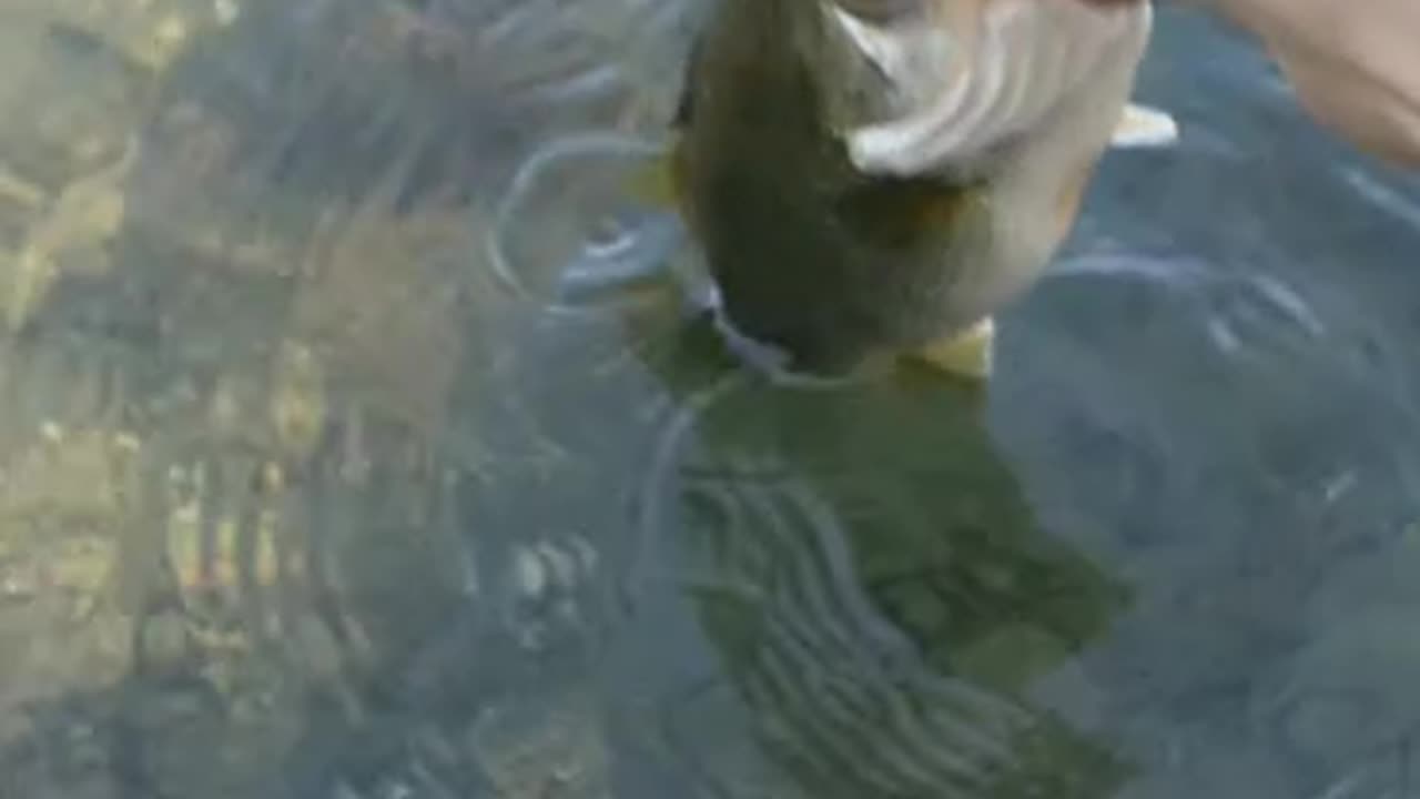 Release Of A Beautiful Little Large Mouth Bass