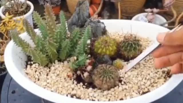 Teach you how to make bonsai easily 2