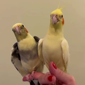 A pair of cockatiels singing beautifully while standing on their owner's hand
