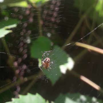 A spider in a cobweb
