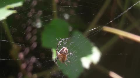 A spider in a cobweb